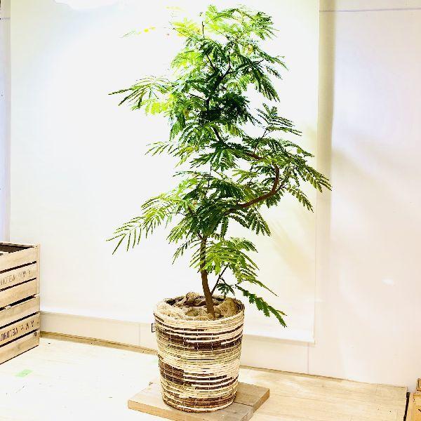 おしゃれ 観葉植物：ネムノキ エバーフレッシュ バスケットカバー付