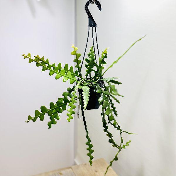 おしゃれ 観葉植物：エピフィラム アングリガー*4号 吊り鉢 フィッシュ