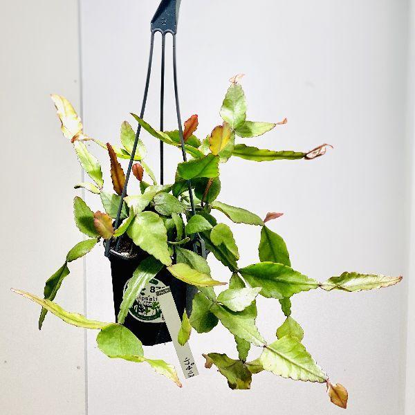 観葉植物 リプサリスの人気商品 通販 価格比較 価格 Com
