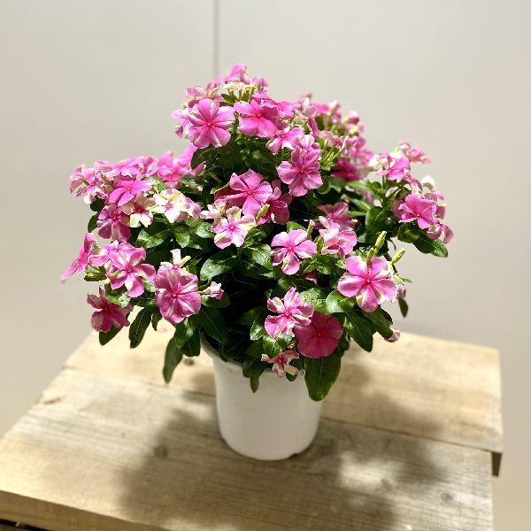 シャガール みんな探してる人気モノ シャガール