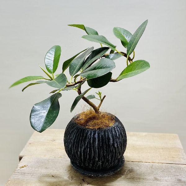 観葉植物 ココヤシの人気商品 通販 価格比較 価格 Com