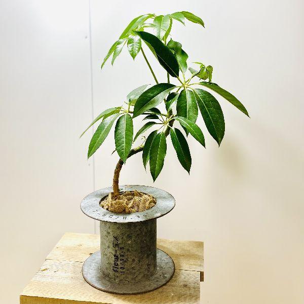 おしゃれ 観葉植物 ツピタンサス シェフレラ ピュックレリ ブリキカバー 麻布 F6366v 遊恵盆栽 Yahoo 店 通販 Yahoo ショッピング