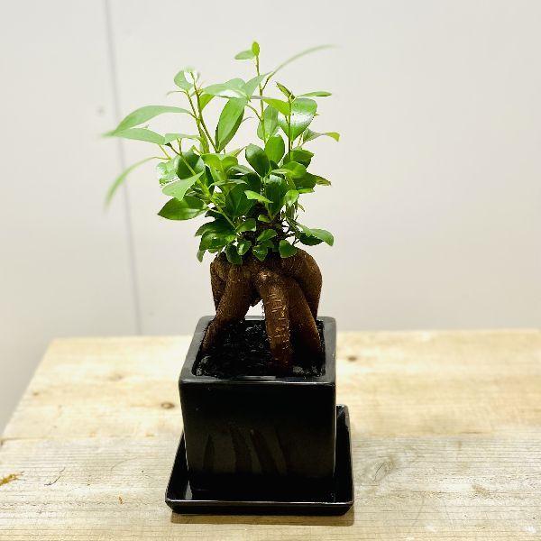 がじゅまる 観葉植物 ガジュマル ブラックキューブ陶器鉢 受け皿付 黒鉢 F6367v 遊恵盆栽 Yahoo 店 通販 Yahoo ショッピング