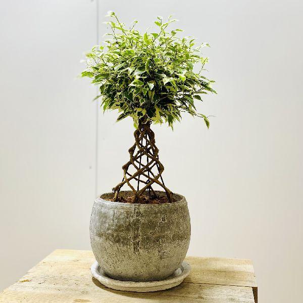 観葉植物 ベンジャミンスターライトの人気商品 通販 価格比較 価格 Com