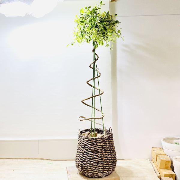 おしゃれ 観葉植物：斑入りガジュマル*らせん仕立て バスケット 大型