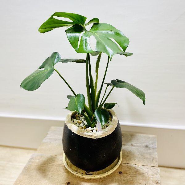 おしゃれ 観葉植物 モンステラ アンティーク鉢植え 受皿付 F6379v 遊恵盆栽 Yahoo 店 通販 Yahoo ショッピング