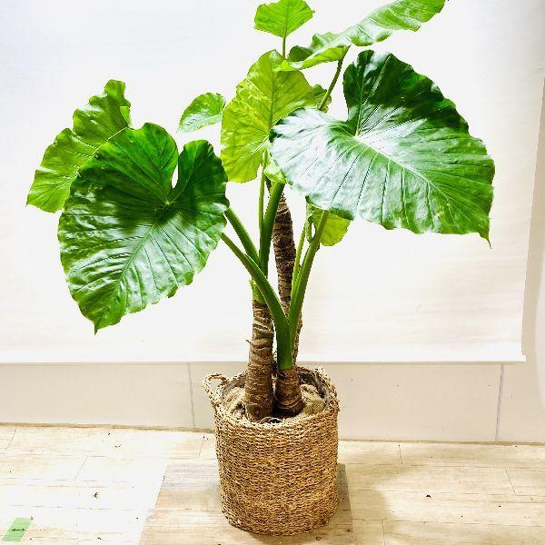 おしゃれ 観葉植物 クワズイモ バスケット 大型佐川急便配送 現品をお届け F63v 遊恵盆栽 Yahoo 店 通販 Yahoo ショッピング