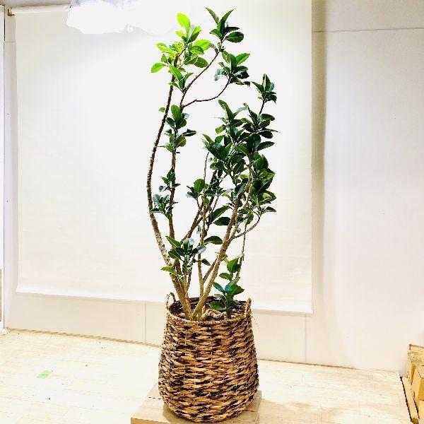 おしゃれ 観葉植物 フィカス アポロゴムの木 鉢カバー 現品をお届け 大型佐川便配送 F6384v 遊恵盆栽 Yahoo 店 通販 Yahoo ショッピング