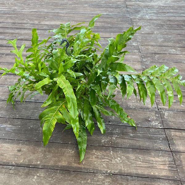 おしゃれ 観葉植物：アグラモルファ コロナンス*カザリシダ 8号 吊り鉢