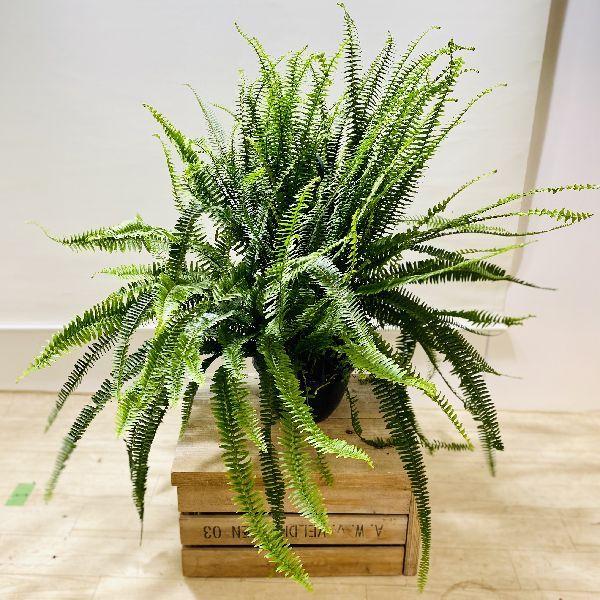 観葉植物 ネフロレピス 観葉植物の人気商品 通販 価格比較 価格 Com