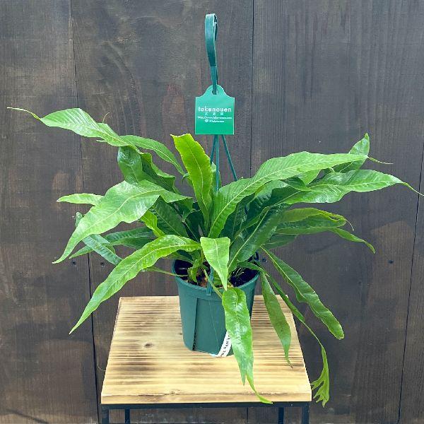 おしゃれ 観葉植物：アグラモルファ コロナンス*カザリシダ 5号 吊り鉢