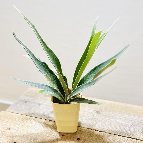 コウモリラン おしゃれ 観葉植物の人気商品 通販 価格比較 価格 Com