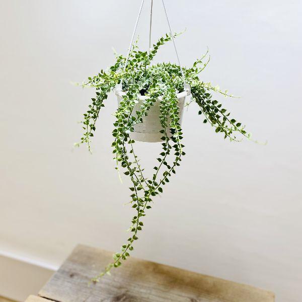 ϗtAFfBXLfBA ~In[g oGK[^*@݂蔫@5