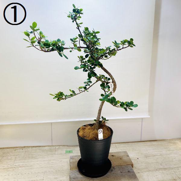 おしゃれ 観葉植物 フィカス パンダガジュマル セラアート 受皿付 大型佐川急便配送 現品選べます F6401v 遊恵盆栽 Yahoo 店 通販 Yahoo ショッピング