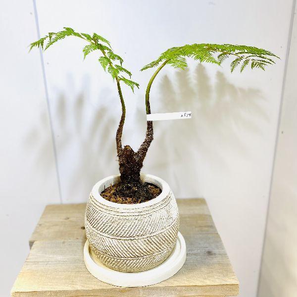 観葉植物 シダ植物の人気商品 通販 価格比較 価格 Com