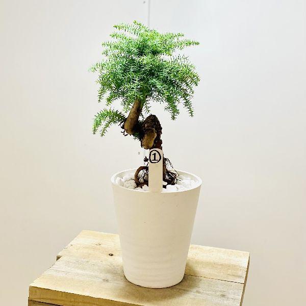 おしゃれ 観葉植物：アロカリア*ナンヨウスギ 現品1番 : 遊恵盆栽