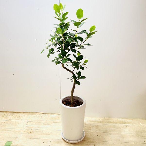 鉢植え 木 大型の人気商品 通販 価格比較 価格 Com