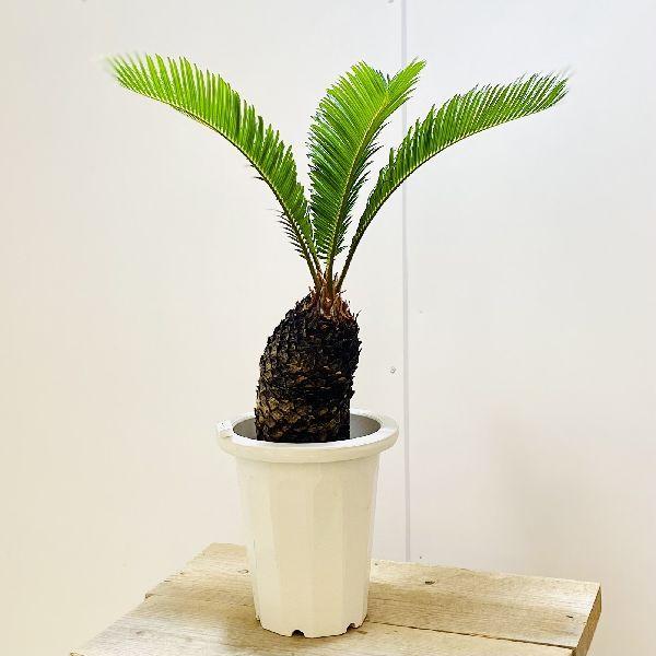 観葉植物 ソテツ 7号 観葉植物の人気商品 通販 価格比較 価格 Com