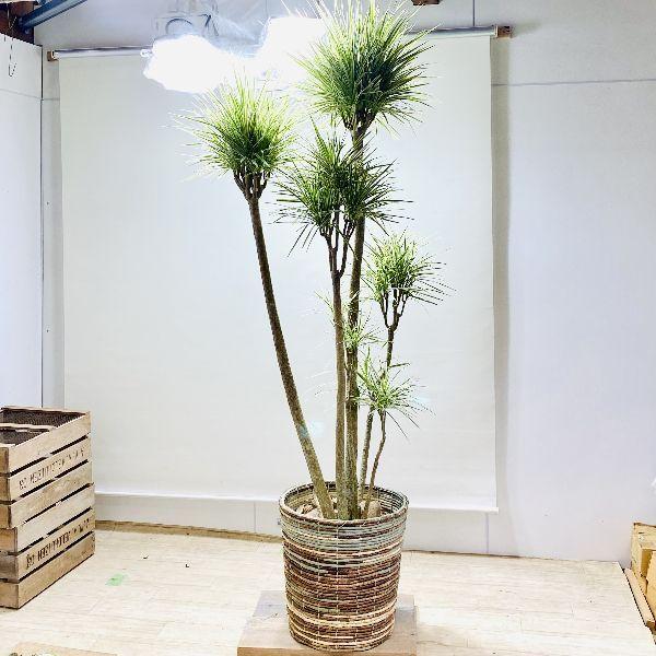 おしゃれ 観葉植物：ドラセナ コンシンネ ホワイボリー*鉢カバー 大型