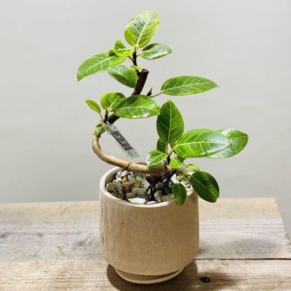 観葉植物】フィカス・アルテ シーマ 受皿付