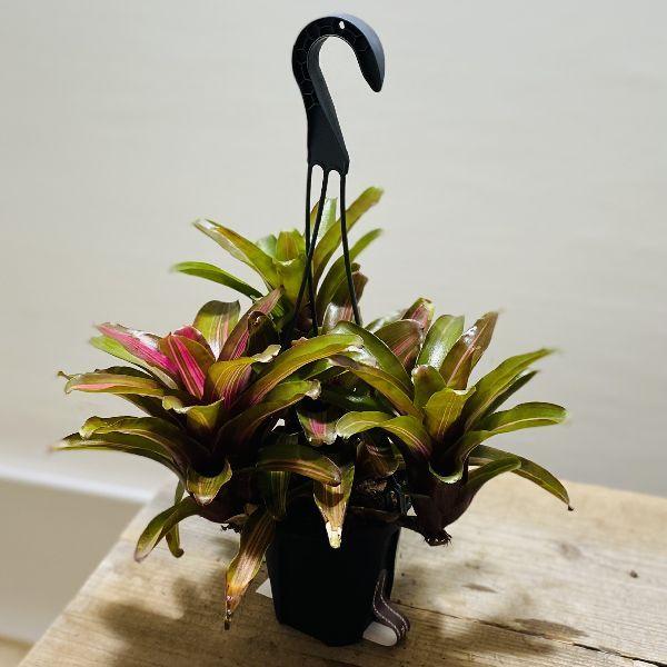 おしゃれ 着生植物 観葉植物 ネオレゲリア サンセットボール 吊り 4号 F6466v 遊恵盆栽 Yahoo 店 通販 Yahoo ショッピング
