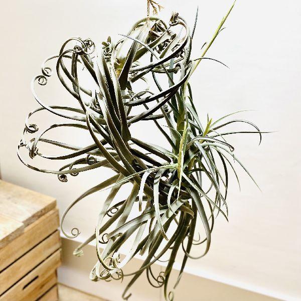 観葉植物:チランジア ドゥラティ*エアープランツ 現品限り 開花 観葉植物:チランジア ドゥラティ*エアープランツ 現品限り 開花
