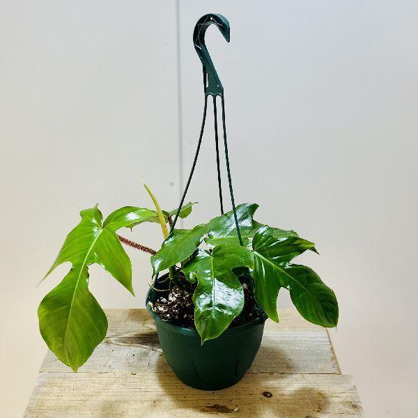 おしゃれ 観葉植物 フィロデンドロン スクアミフォルム 7号 吊り鉢 F6470v 遊恵盆栽 Yahoo 店 通販 Yahoo ショッピング