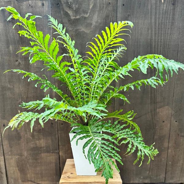 観葉植物 西洋シダ植物：ブレクナム ギバム シルバーレディ*ロマリア 5