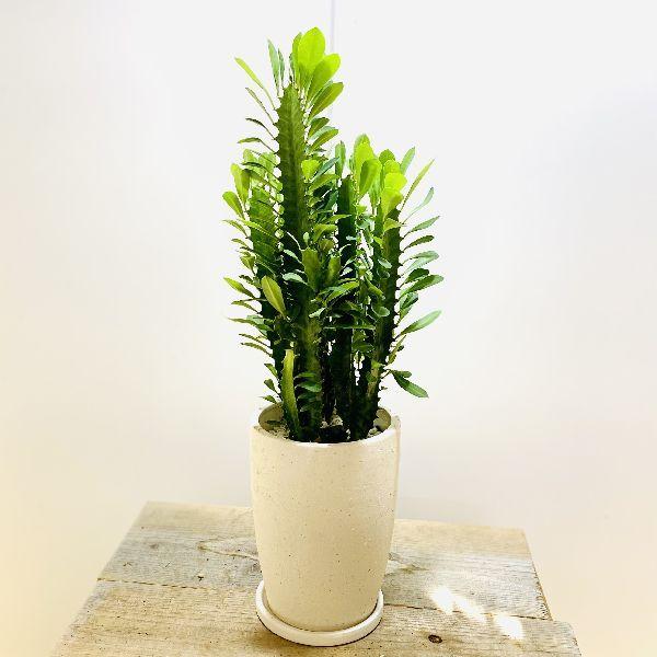 おしゃれ 観葉植物：ユーフォルビア トリゴナ*紅彩雲閣 鉢植え 受皿付