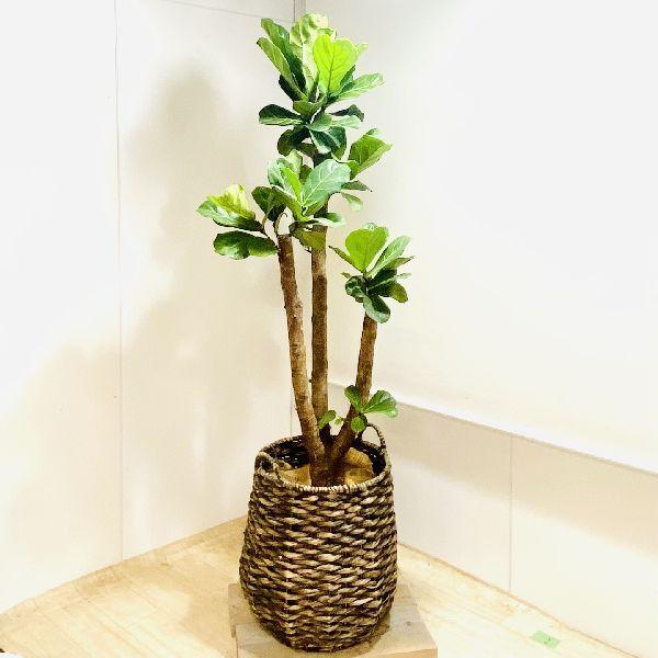 おしゃれ 観葉植物 カシワバゴムの木 カゴカバー 麻布 現品2番 大型佐川便配送 F6474v 遊恵盆栽 Yahoo 店 通販 Yahoo ショッピング