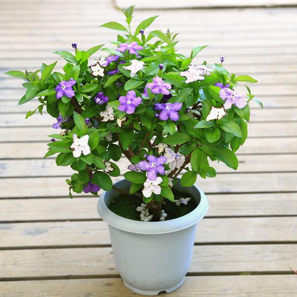 鉢花 観葉植物：ニオイバンマツリ 匂蕃茉莉 ブルンフェルシア*今期開花
