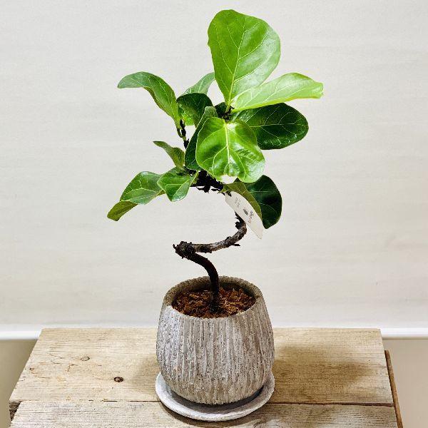 おしゃれ 観葉植物：カシワバゴムの木 バンビーノ 曲*鉢植え 受皿付 
