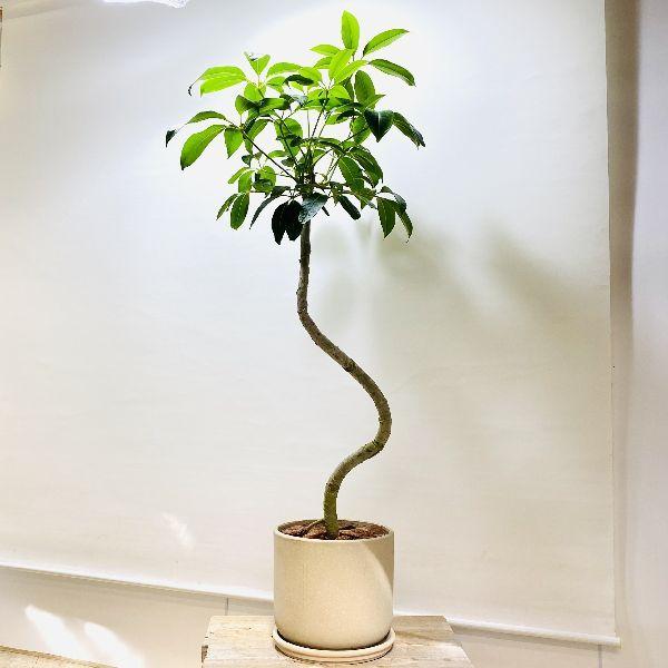 おしゃれ 観葉植物：ツピタンサス*鉢植え 受皿付 バーク 大型佐川急便