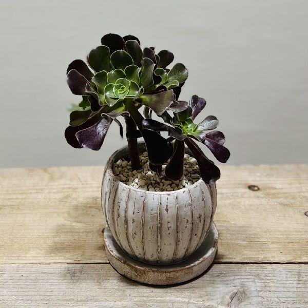 おしゃれ 観葉植物：アエオニウム カシミアバイオレット 鉢植え