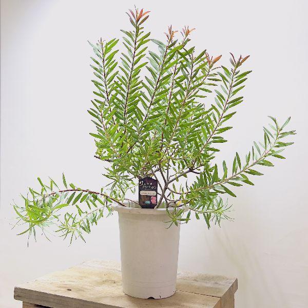 観葉植物 鉢花 苗：リューカデンドロン サファリマジック*7号 現品をお