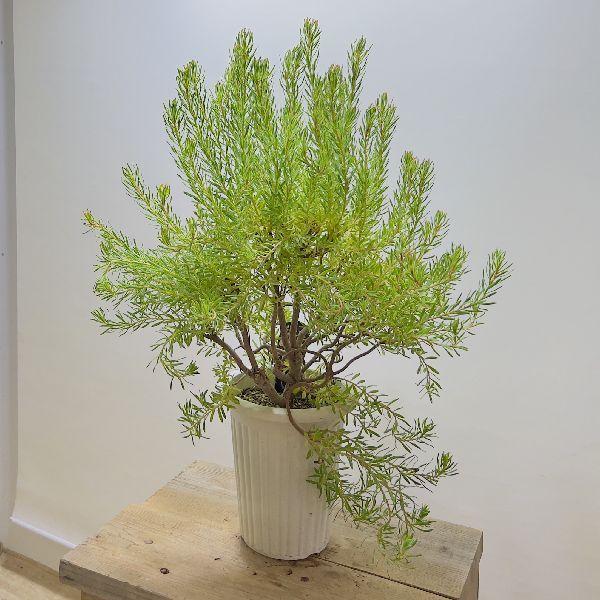 観葉植物 鉢花 苗：リューカデンドロン ストロベリーフェア*7号 現品を
