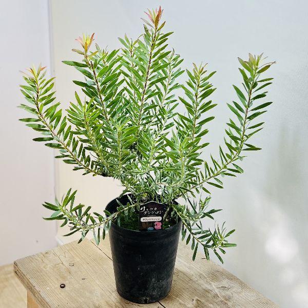 観葉植物 鉢花 苗：リューカデンドロン サファリマジック*6号 : 遊恵