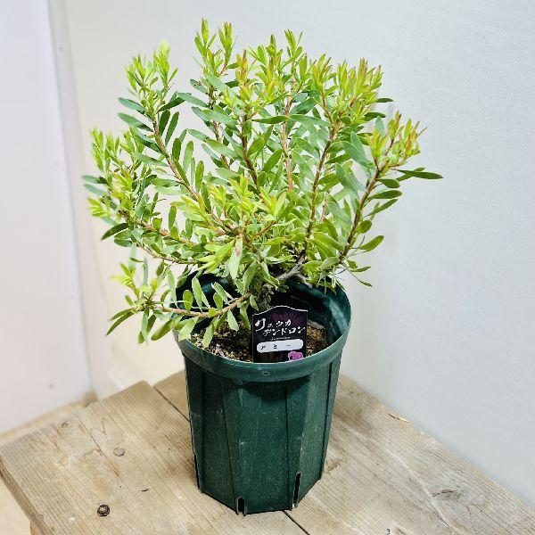 観葉植物 鉢花 苗：リューカデンドロン アミー*6号 : 遊恵盆栽 Yahoo 
