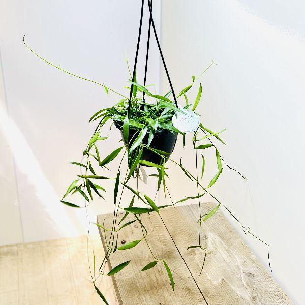 おしゃれ 観葉植物：ホヤ シェパーディ*吊り鉢 5号 : 遊恵盆栽 Yahoo