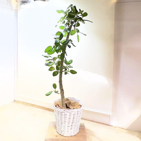 おしゃれ 観葉植物：フィカス ベンガルゴム*鉢カバー白 麻布 現品3番  
