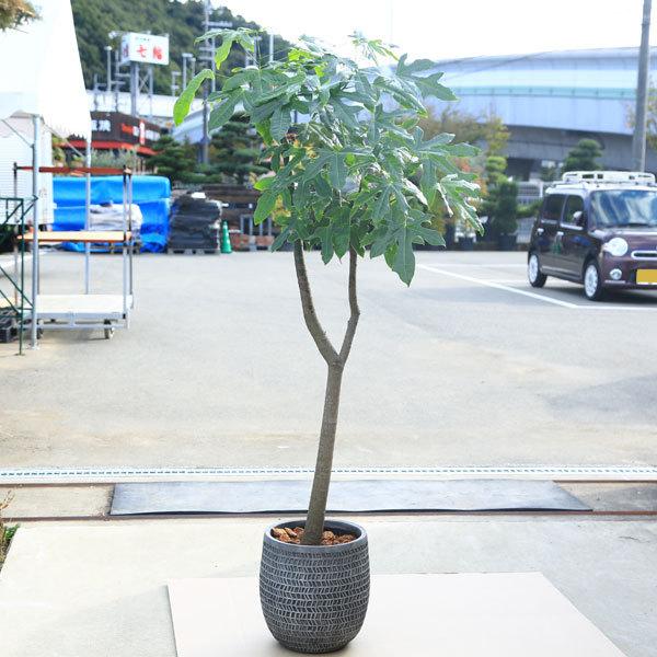 おしゃれ 観葉植物 ブラキキトン ボトルツリー 鉢植え バーク 大型佐川急便 現品をお届け F6558v 遊恵盆栽 Yahoo 店 通販 Yahoo ショッピング