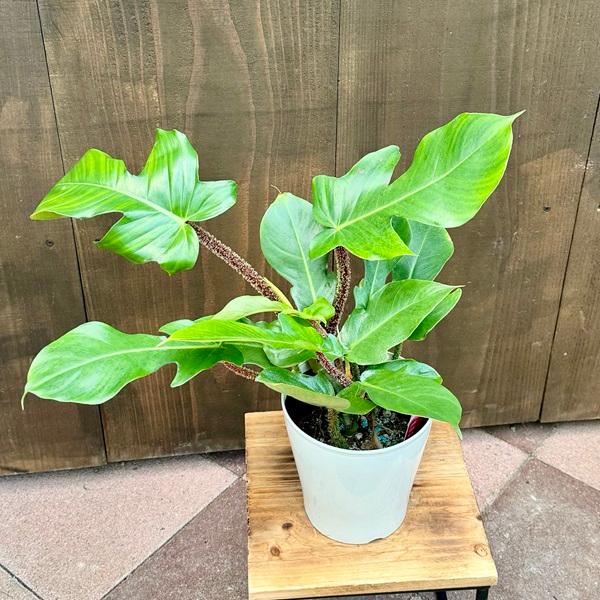 おしゃれ 観葉植物：フィロデンドロン スクアミフェルム*5号 プラポット