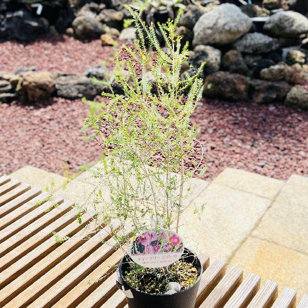 観葉植物 苗 オージープランツ メラレウカ ジボーサ ティーツリー 5号 F6568v 遊恵盆栽 Yahoo 店 通販 Yahoo ショッピング