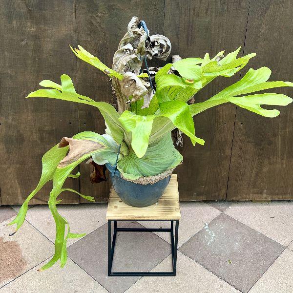 おしゃれ 観葉植物：ビカクシダ コウモリラン スパーバム*吊り鉢 現品2