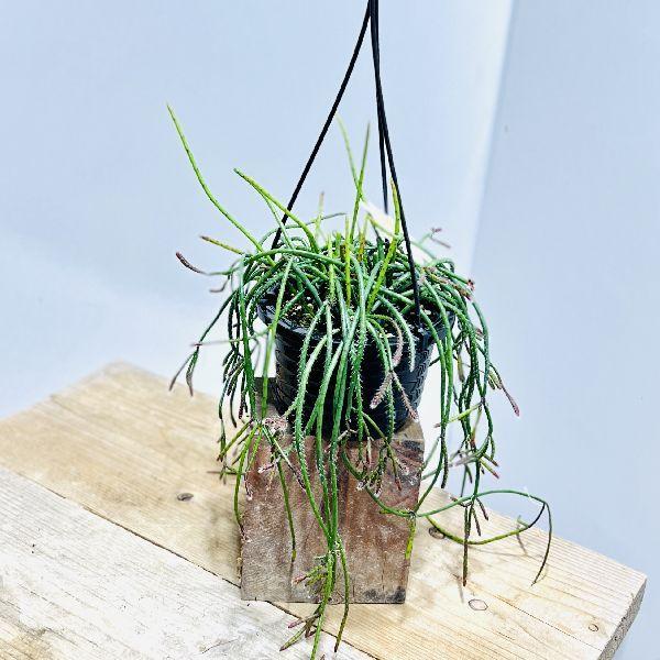 おしゃれ 観葉植物：リプサリス プニセオディスカス*4号 吊り鉢