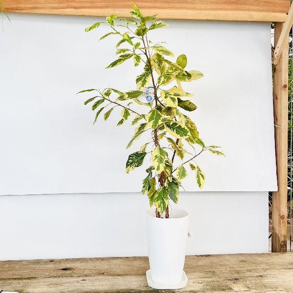 おしゃれ 観葉植物：斑入りフランスゴムの木*プラポット 受皿付