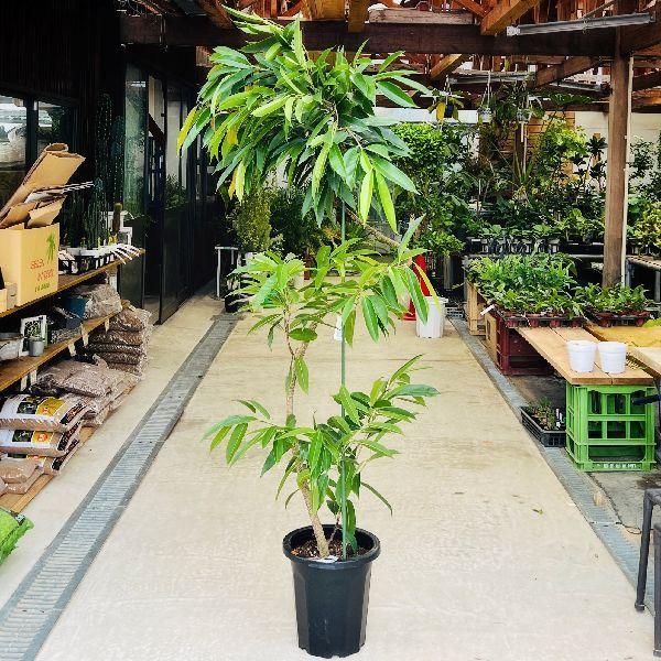 おしゃれ 観葉植物 フィカス アムステルダム 黒プラポット 大型佐川急便配送 現品をお届け F6618v 遊恵盆栽 Yahoo 店 通販 Yahoo ショッピング