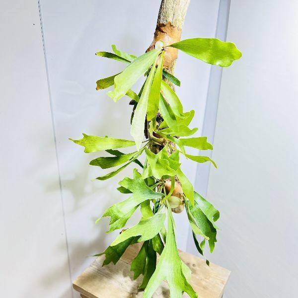 おしゃれ 観葉植物：流木ビカクシダ コウモリラン*大 現品をお届け
