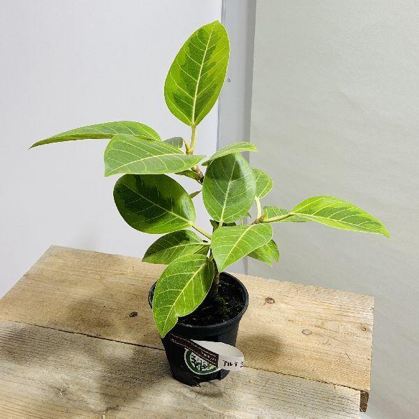 おしゃれ 観葉植物 苗 フィカス アルテシーマ 直4号 プラポット F6628v 遊恵盆栽 Yahoo 店 通販 Yahoo ショッピング