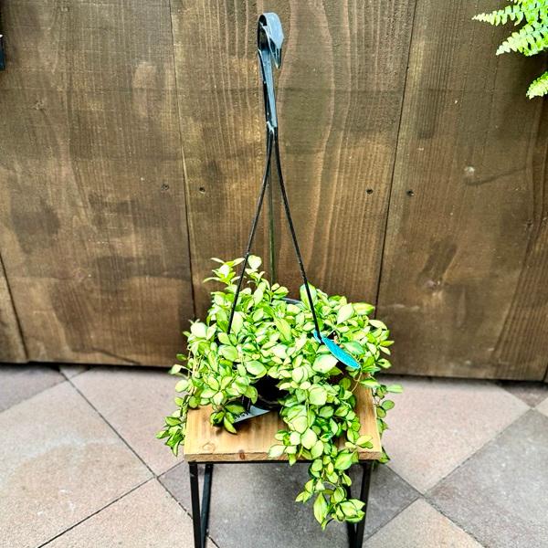 ホヤ ヘウスケリアナ 斑入り 花座あり 大鉢 吊り おしゃれ 観葉植物：ホヤ ヘウスケリアナ 斑入り*吊り鉢 5号 : 遊恵